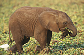 Young African Elephant Calf