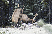 Bull Elk Dominance Display