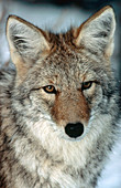 Coyote Portrait