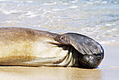 Hawaiian Monk Seal