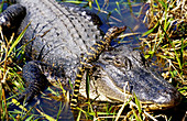 American Alligator Mother With Young