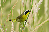 Male Common Yellowthroat