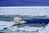 Polar Bear Standing on Ice