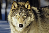 Grey Wolf or Timber Wolf