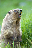 Olympic Marmot