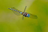 Blue-eyed Darner flying