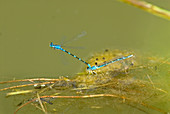 Bluet Damselflies mating