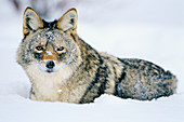 Coyote in deep snow