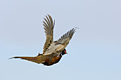 Ring-necked Pheasant in flight