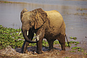 African elephant