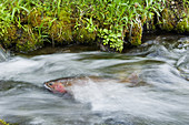 Yellowstone Cutthroat Trout