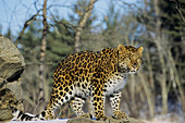 Amur leopard