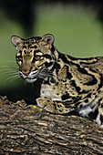 Clouded Leopard