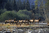 Roosevelt Elk Herd