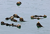 Sea Otter