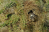 Cactus Wren