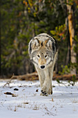 Grey Wolf