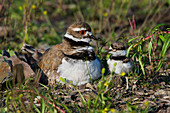 Killdeer