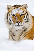 Siberian Tiger