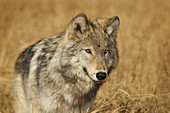 Grey Wolf