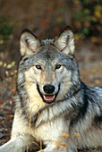 Grey Wolf