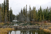 Beaver dam