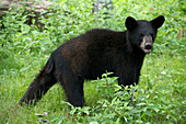 Black Bear