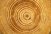 Tree growth rings