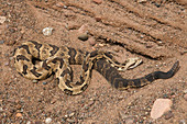 Timber Rattlesnake