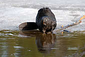 Wild Beaver Feeding