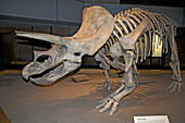 Triceratops Skeleton