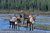 Barren Ground Caribou