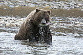 Brown Bear with Salmon