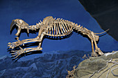 Saber-toothed Skeleton