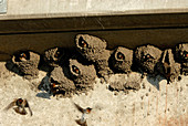 Cliff Swallows in Nests