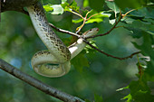 Glossy Snake in oak tree