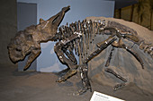 Pachyrhinosaurus Dinosaur