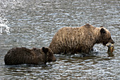 Brown Bears hunting Salmon