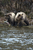 Brown Bear Cubs with Salmon
