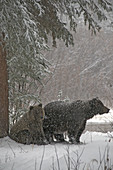 Wild Grizzly Bear Sow and Cub