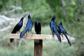 Great-tailed Grackles displaying