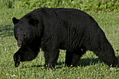 Wild American Black Bear walking