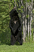 Wild American Black Bear standing