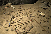 An Excavated Centrosaurus Bonebed