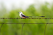 Scissor-tailed Flycatcher on fence