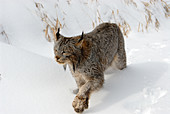 Lynx walking in snow