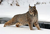 Lynx in snow by river