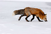 Red Fox in search of food