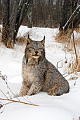 Lynx in snowy landscape
