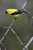 Male American Goldfinch on a branch